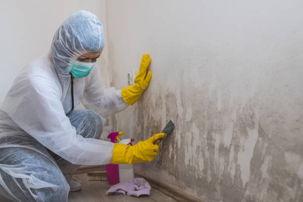 Best Office Mold Removal Services  in Gra Forks, ND