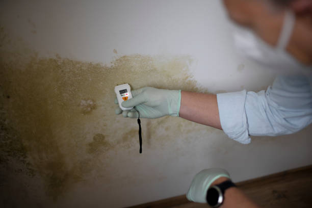 Best Local Mold Removal Service  in Gra Forks, ND
